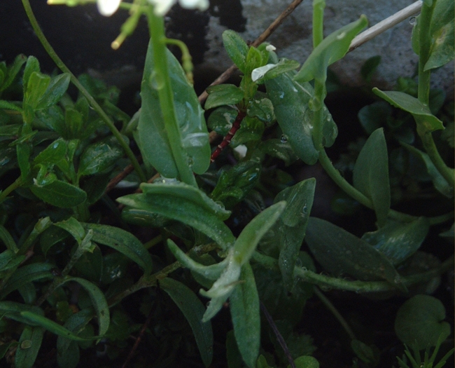 da determinare 2 - Thlaspi sp.